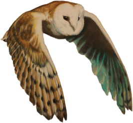 Owl flying over the login information.